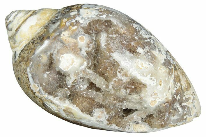 Chalcedony Replaced Gastropod With Sparkly Quartz - India #320840